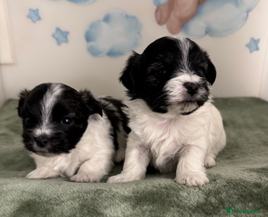 Mixed Breed dogs for sale: Tiny Terrier mix puppies  - Advert 7