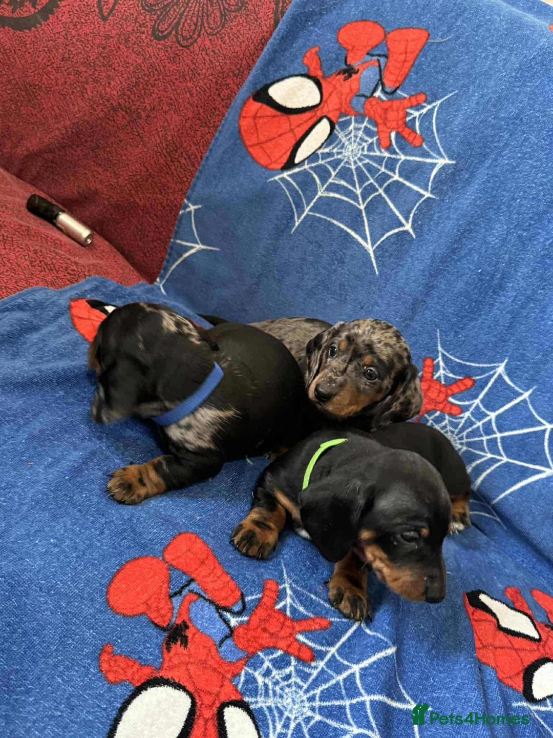 Miniature Dachshund dogs for sale: Puppies 🐶  - Advert 37