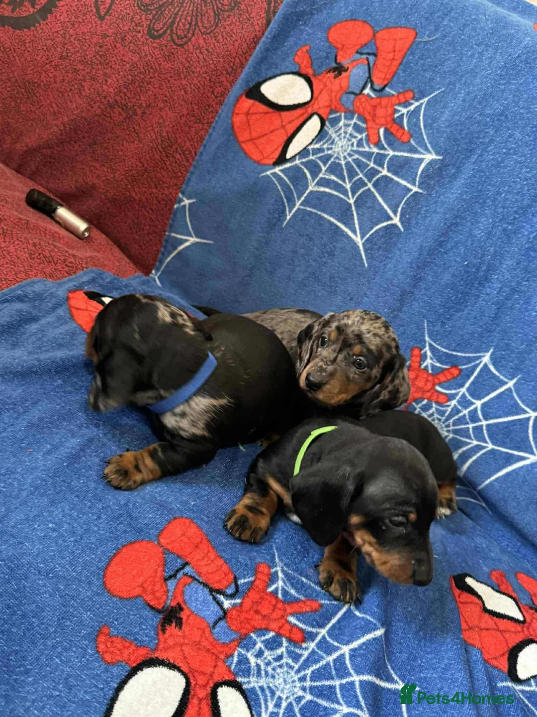 Miniature Dachshund dogs for sale: Puppies 🐶  - Advert 35