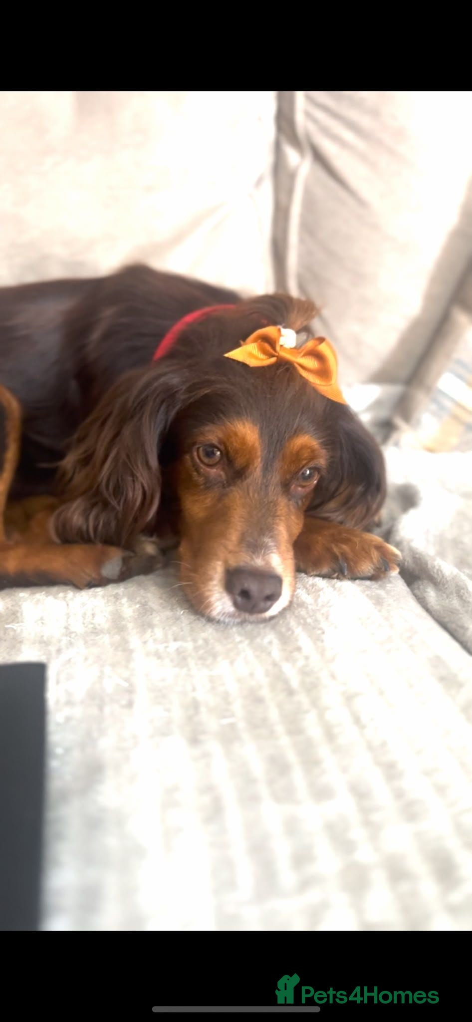 Mixed Breed dogs Tilly 3 Year Old Looking For New Home - Advert 1