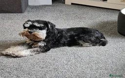 Miniature Schnauzer dogs for sale: Miniature schnauzer's due, KC, Mac, low COI - Image 11