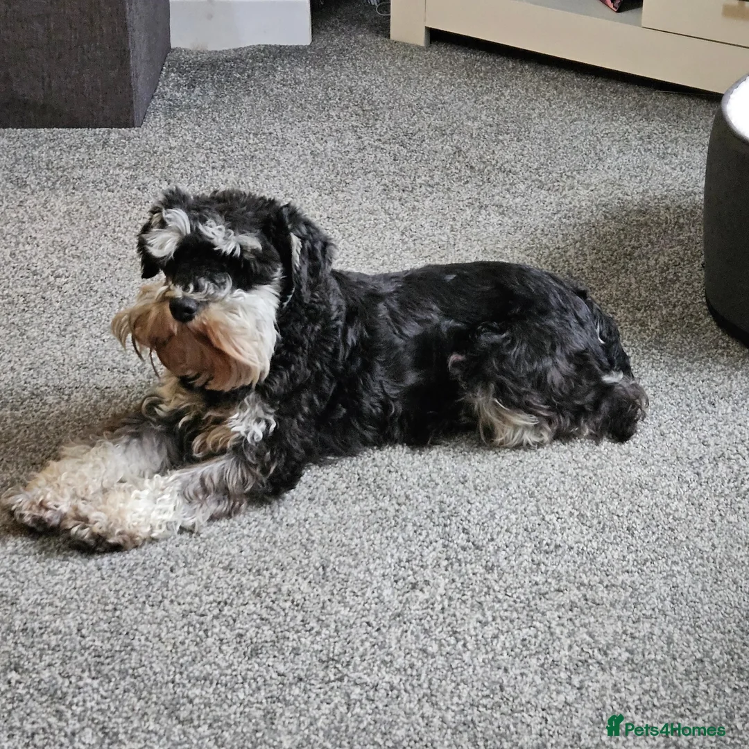Miniature Schnauzer dogs for sale: Miniature schnauzer's due, KC, Mac, low COI - Image 11