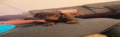 Miniature Dachshund 2