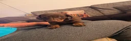 Miniature Dachshund dogs for sale: Smooth haired miniature Daschund babies in Liverpool - Advert 6