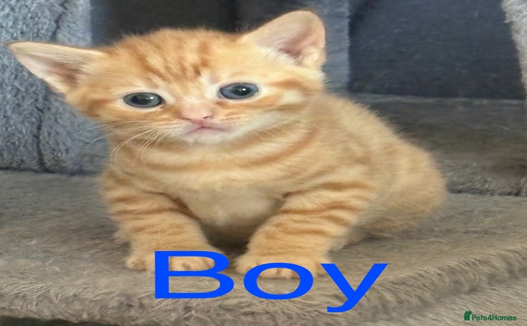 British Shorthair cats - Advert 2