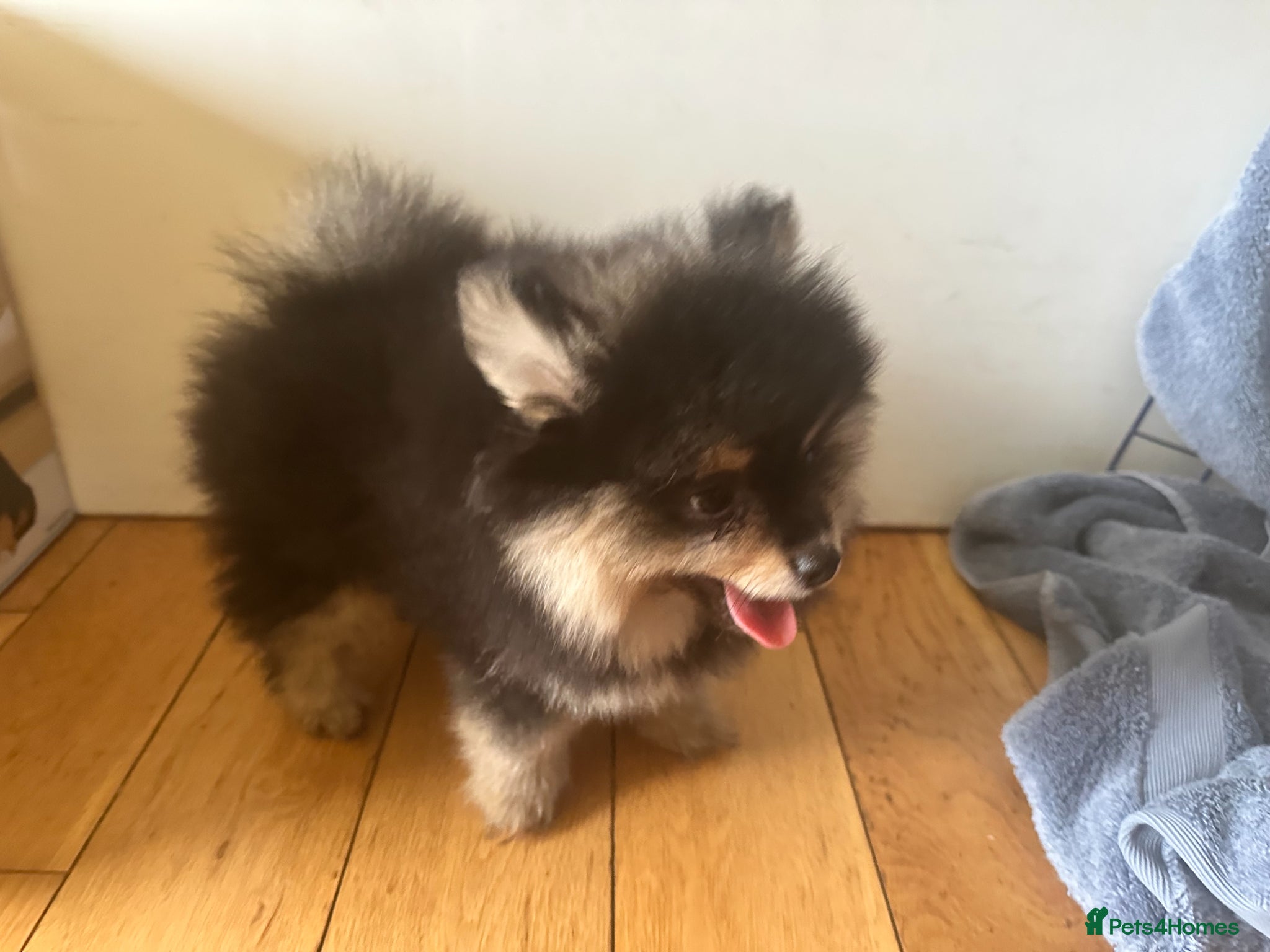 Pomeranian dogs Rare black and cream/white boy  - Advert 1