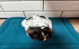 Guinea Pig rodents for sale: Dalmatians - Image 8