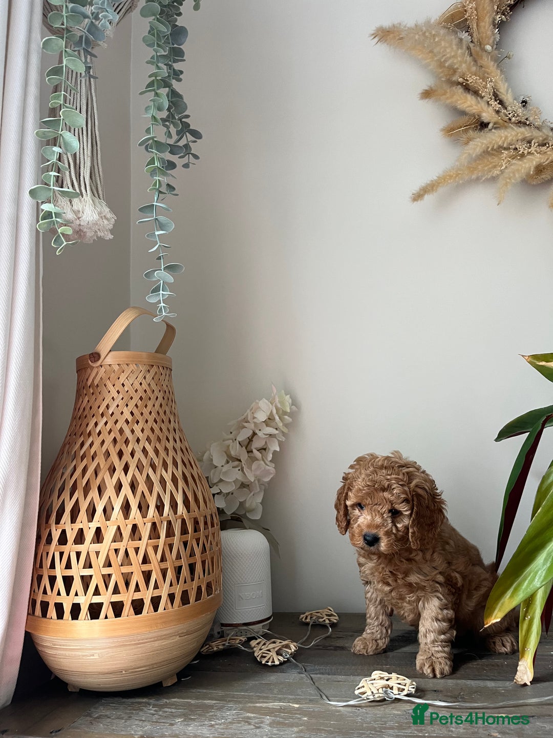Cockapoo dogs for sale: Miniature f1b Cockapoo puppies DNA health checked - Image 10