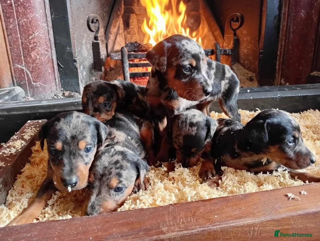 Mixed Breed dogs for sale: Champ KC registered Doberman & Beaceron puppies. - Advert 3