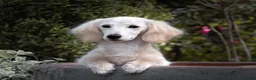 Miniature Dachshund dogs for stud: Pale Cream Long haired Miniature Dachshund  in Hartlepool - Advert 2