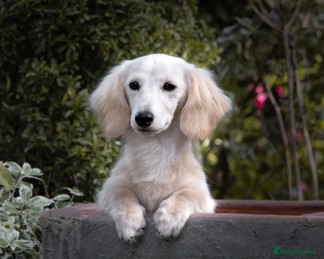 Miniature Dachshund dogs for stud: Pale Cream Long haired Miniature Dachshund  in Hartlepool - Advert 2