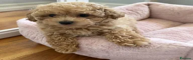 Maltipoo 1