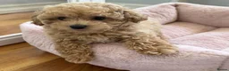 Maltipoo dogs for sale: Angelic Maltipoo Puppies with Playful Spirits in Huddersfield - Advert 8