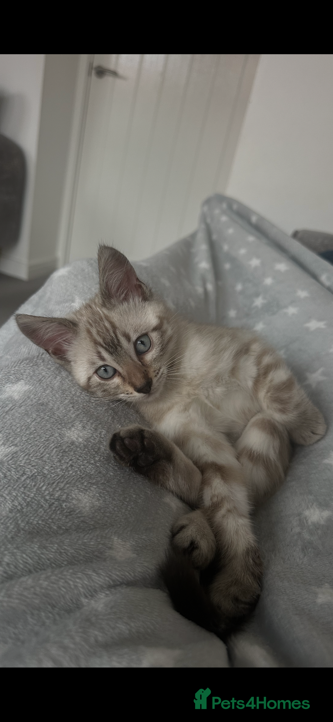 Bengal cats for sale: Snow Bengal kitten  - Advert 1