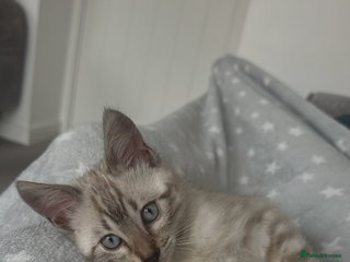 Bengal cats Bengal kitten minx - Advert 1