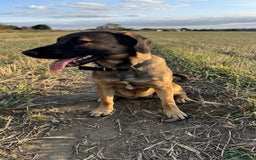Mixed Breed dogs for sale: Belgium Mali x - Image 1