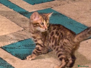 Bengal cats Pedigreed/registered Bengal kittens - Advert 2