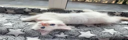 Ragdoll cats for sale: 5 Fluffy PureBred Ragdolls  - Advert 3