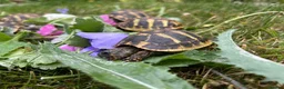 Hermann Tortoise reptiles for sale: Hermanns tortoises. 1 year old with article 10 - Advert 6