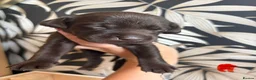 Labrador Retriever dogs for sale: Beautiful Chocolate Labs - Advert 17