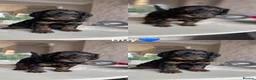 Cockapoo dogs for sale: Cockapoo puppies  in Walsall - Advert 4