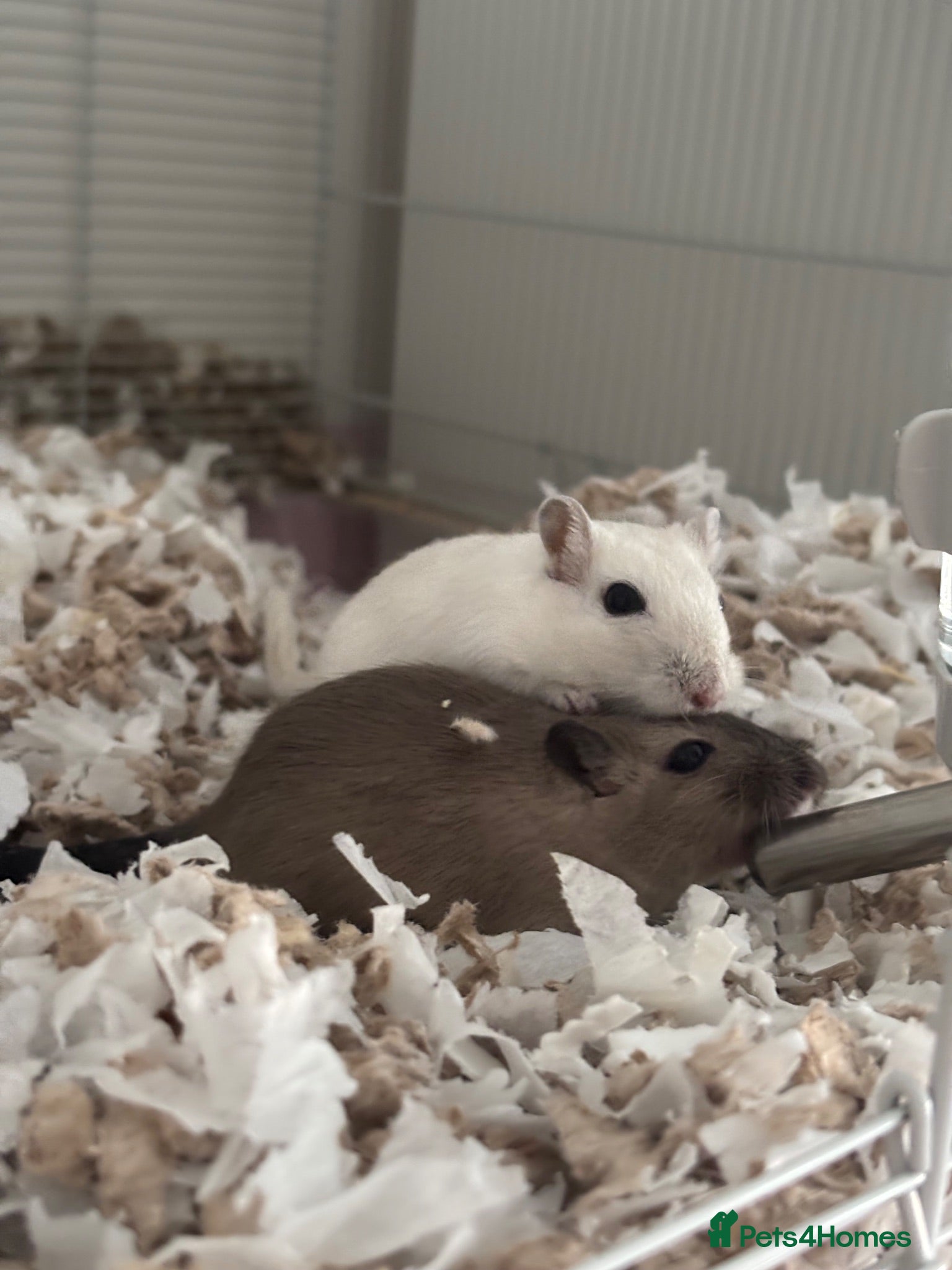 Gerbil rodents 5 month male gerbils for sale  - Advert 6