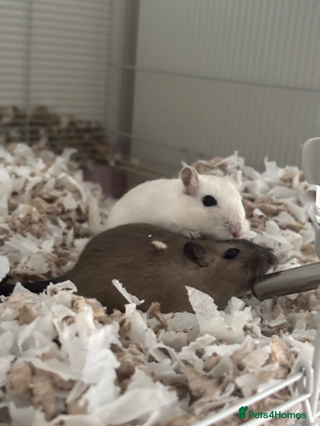 Gerbil rodents for sale: 5 month male gerbils for sale  - Advert 1