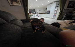 French Bulldog dogs for sale: Bitch Mini french bulldog - Image 9