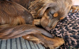 Cocker Spaniel dogs for sale: 1 year old Cocker Spaniel  - Image 3