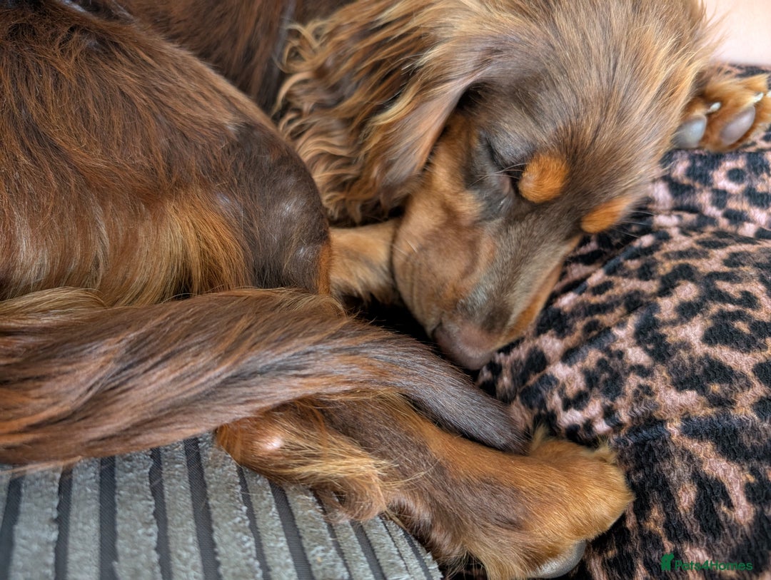 Cocker Spaniel dogs for sale: 1 year old Cocker Spaniel  - Image 3