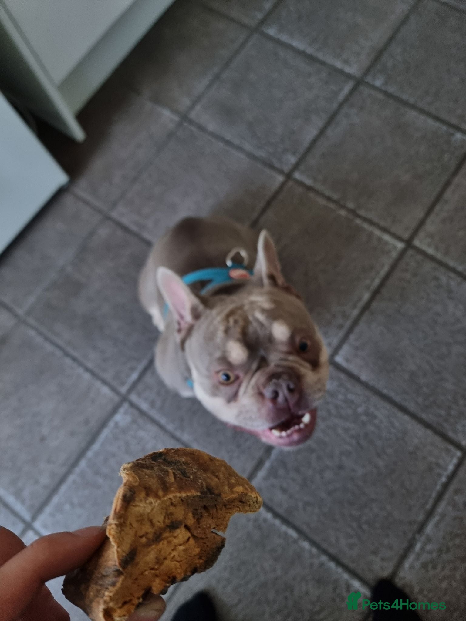 French Bulldog dogs French Bull Dog: Wallace (Blue Pied) 3Y 2 Months - Advert 14