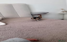 Scottish Fold cats for sale: Scottish fold X Scottish straight  - Advert 18