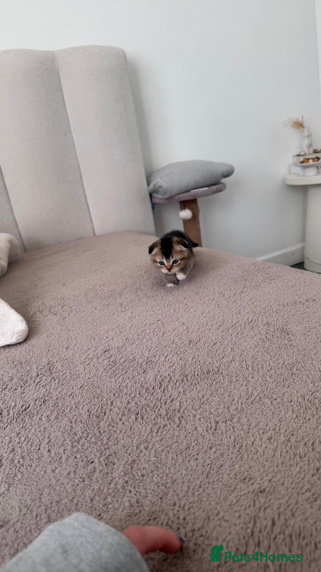 Scottish Fold cats for sale: Scottish fold X Scottish straight  - Advert 18