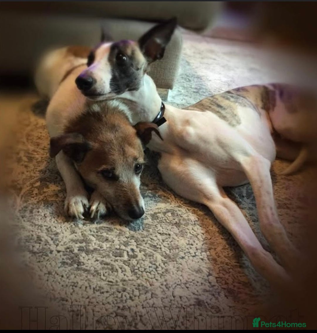 Whippet dogs for sale: Whippet  - Image 7