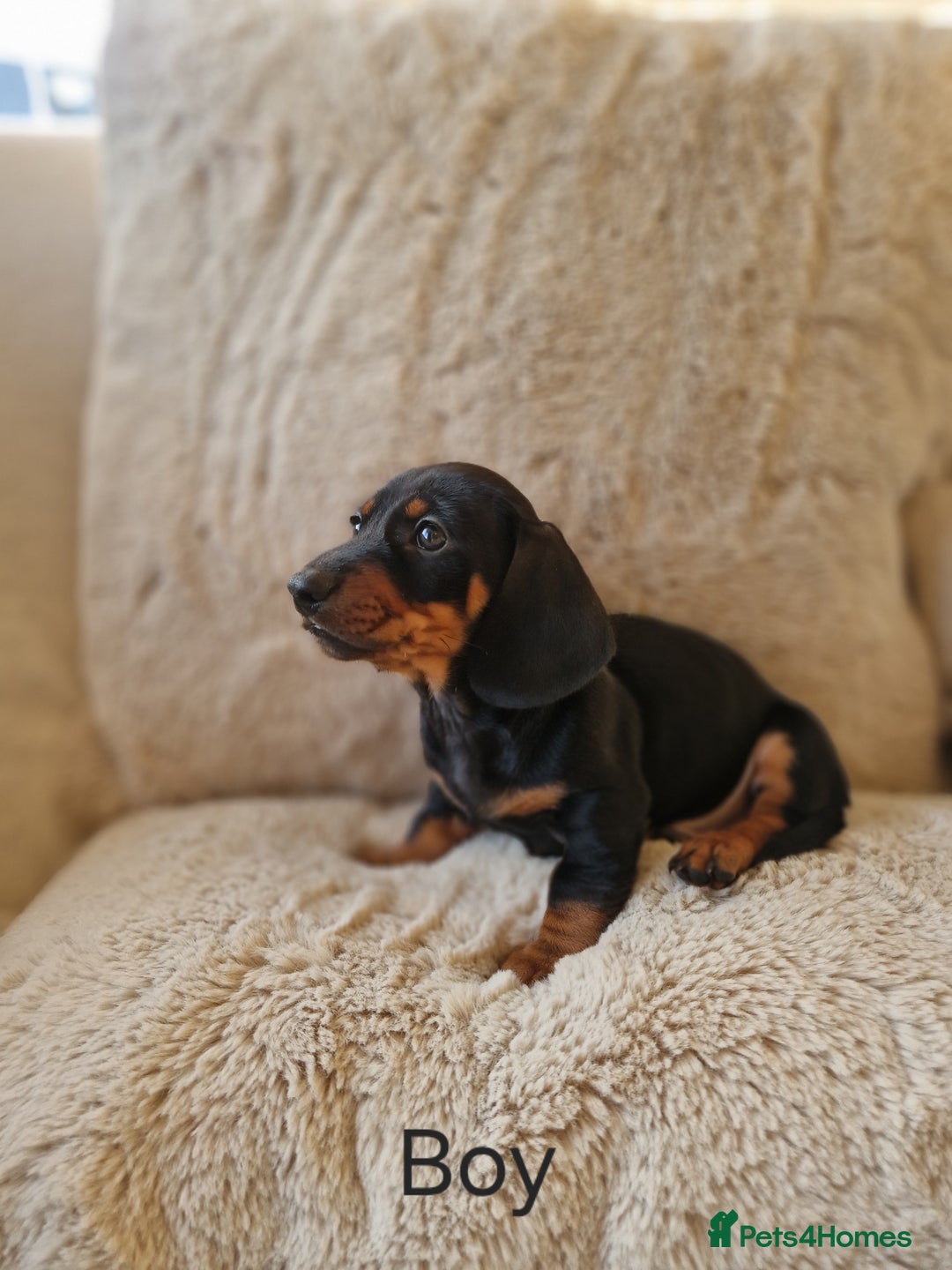 Miniature Dachshund dogs for sale: 🐾 Miniature Dachshund Puppies for Sale 🐾 - Advert 2
