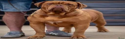 Dogue De Bordeaux dogs for sale: 🌟 UK Champion Parents - Puppies Due 🌟 - Advert 10