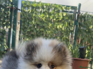 Pomeranian dogs - Advert 3