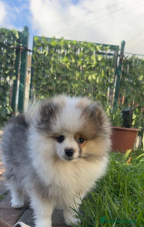 Pomeranian dogs - Advert 6