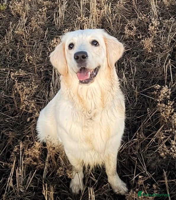 Golden Retriever dogs 1 year old female golden retriever - Advert 1