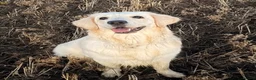 Golden Retriever dogs for sale: 1 year old female golden retriever in Wellingborough - Advert 1