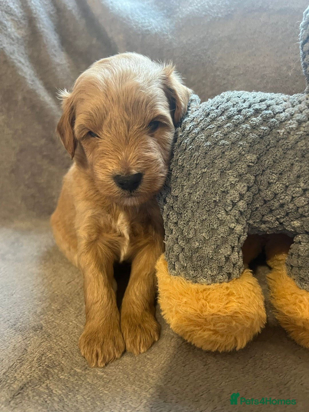 Schnoodle dogs for sale: American Toy Schnoodle Puppies *READY TO GO* - Advert 33