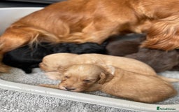 Cockapoo dogs for sale: F1 cockapoo p,r.a clear test - Image 12