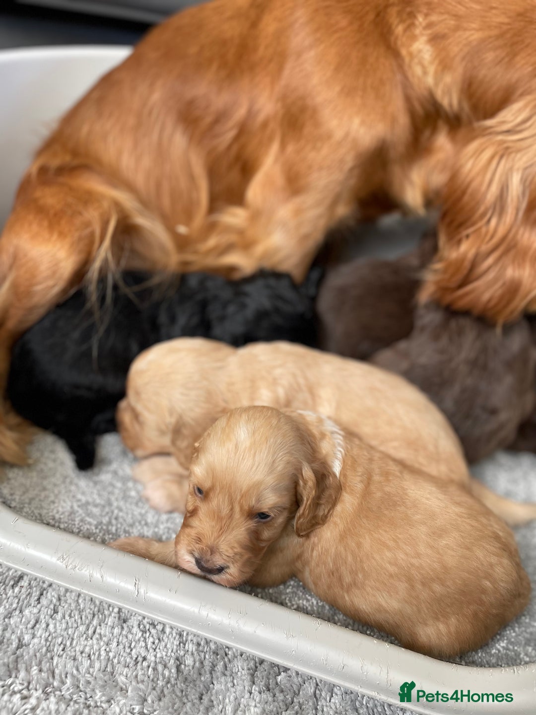 Cockapoo dogs for sale: F1 cockapoo p,r.a clear test - Image 12
