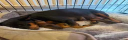 Miniature Pinscher dogs for sale: Miniature Pinscher Girl Puppy Last One Available🐶 - Advert 11