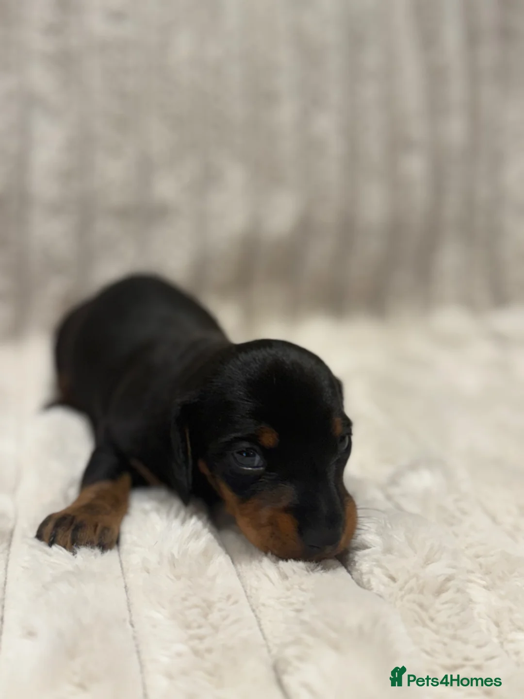 Miniature Dachshund dogs for sale: Black & tan miniature dachshund  in Mountain Ash - Advert 2