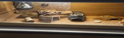 Leopard Gecko reptiles for sale: 2 Yr Female Albino Leopard Gecko  - Advert 6