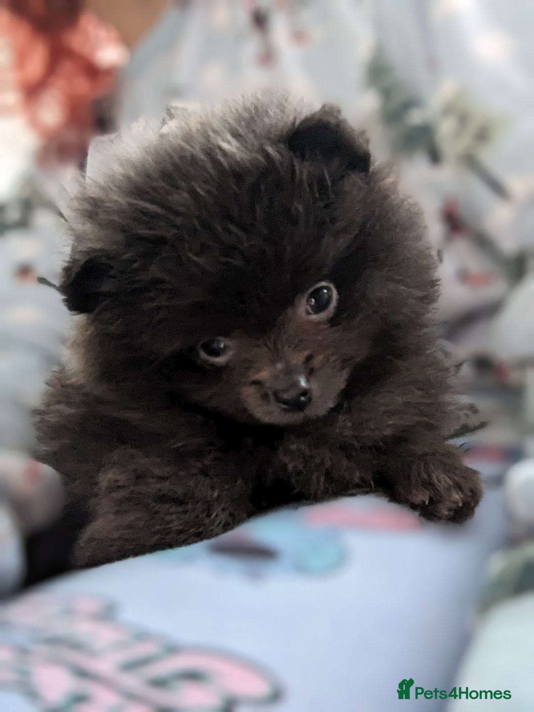 Pomeranian dogs for sale: Pomeranian Blue girl left!   - Advert 5