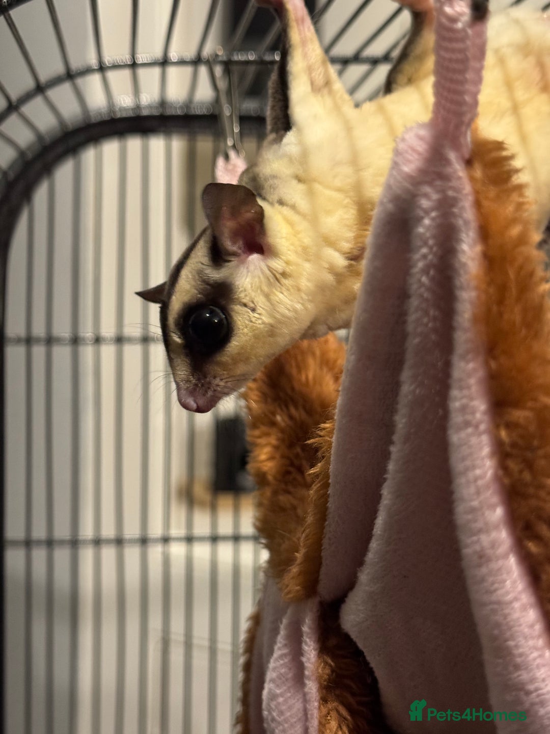 Sugar Glider rodents for sale: Sugar glider and full set up - Image 8