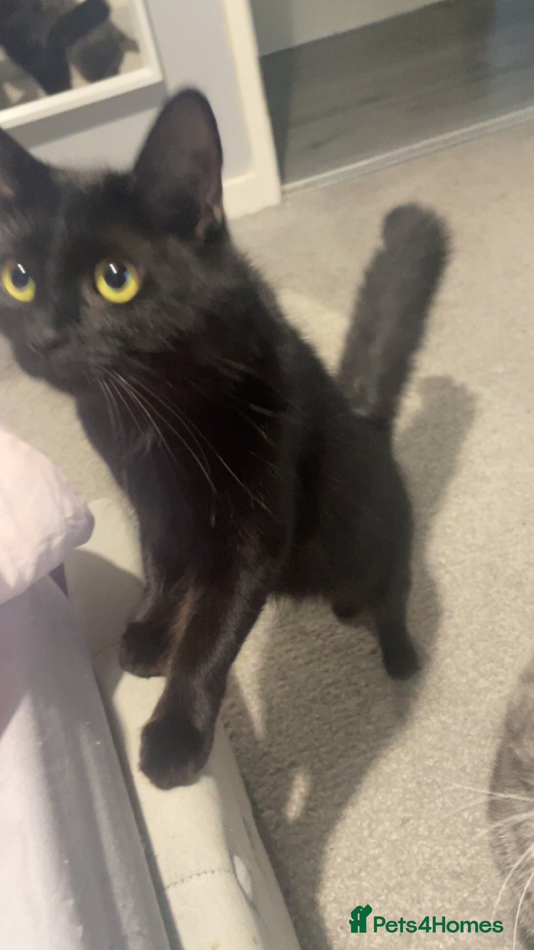 Mixed Breed cats for sale: Cat for sale  - Advert 2