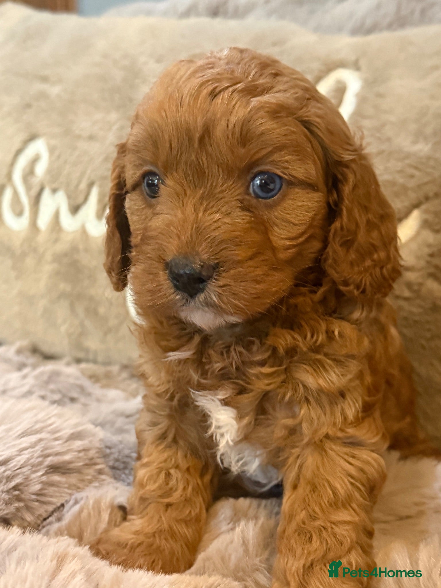 Cavapoo dogs F1 Cavapoo’s with Merles all Girls  - Advert 1
